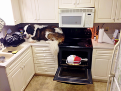 Кот на кухне фото
