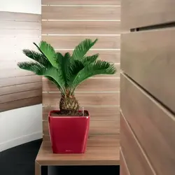 Пальма на кухне фото