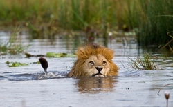 Фото лев в ванной