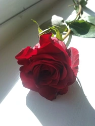 Фото одной розы на кухне