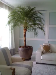 Пальмы в интерьере гостиной фото