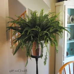 Тенелюбивые растения комнатные для прихожей и неприхотливые фото