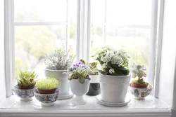 Фото цветов на окнах квартиры