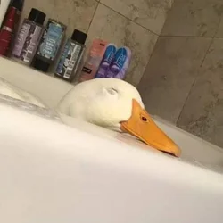 Утка в ванной фото