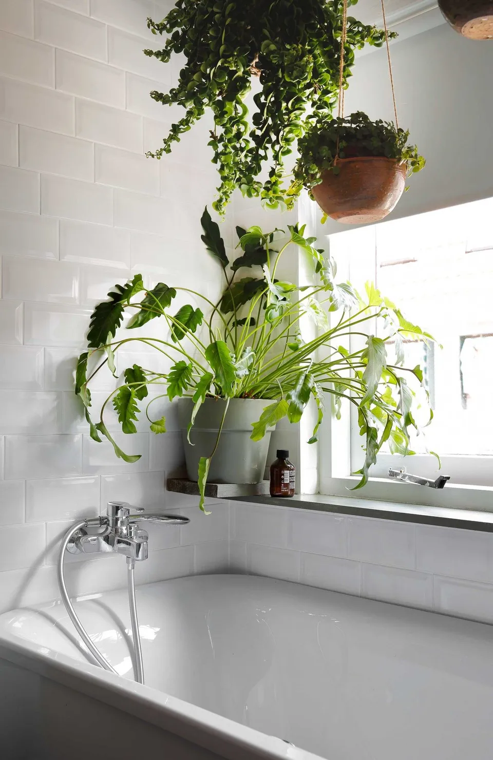 Висящее растение в ванной