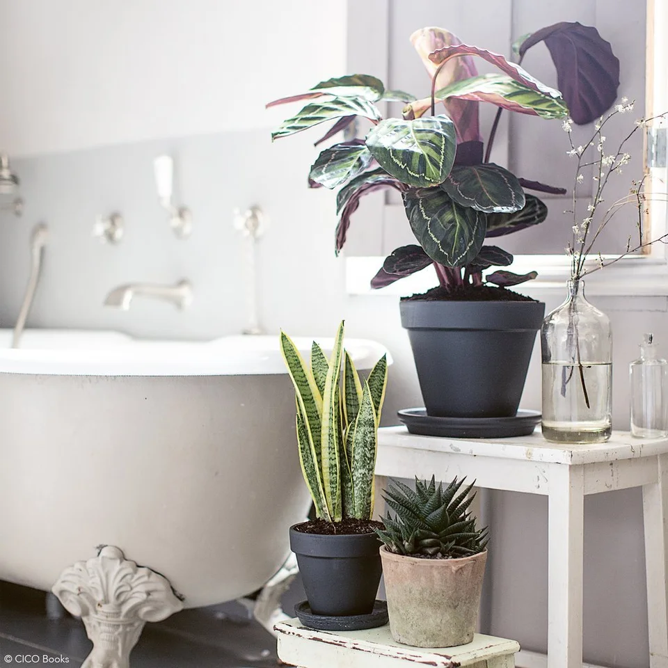 Растения в ванной