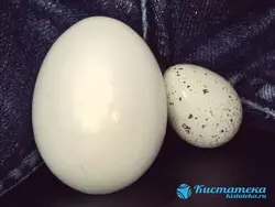 Hamam Yumurtası Şəkli