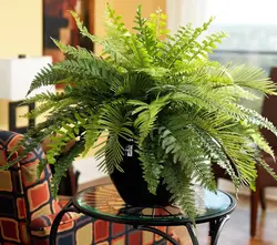 Fern in the kitchen photo