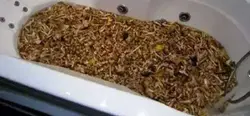 Crayfish in the bathroom photo