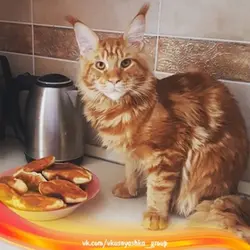 Cat in the kitchen photo