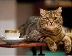 Кот на кухні фота