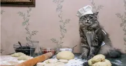 Кот на кухні фота