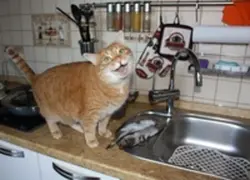 Cat in the kitchen photo