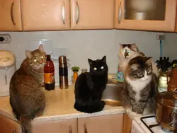 Cat In The Kitchen Photo