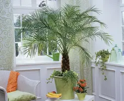 Palm tree in the kitchen photo
