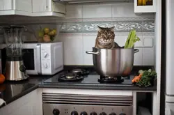 Животные на кухне фото