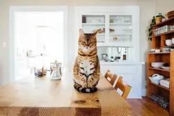 Animals In The Kitchen Photo