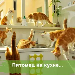 Животные на кухне фото