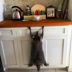 Animals in the kitchen photo