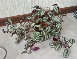 Tradescantia mətbəxdə fotoşəkil