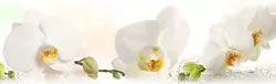 Oshxona orkide uchun apron fotosurati