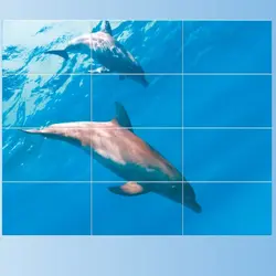 Hammom panellari delfinlar fotosurati