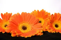 Kitchen Wallpaper Gerbera Photo