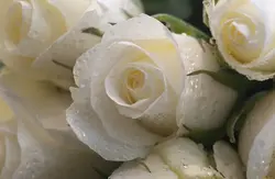Белыя ружы ў ваннай фота