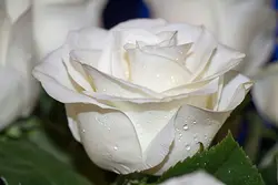 Белые Розы В Ванной Фото