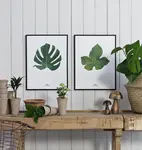 Monstera in the living room interior