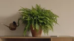 Fern in the living room interior