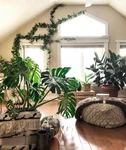 Fern in the living room interior