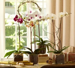 Орхидеи В Интерьере Гостиной