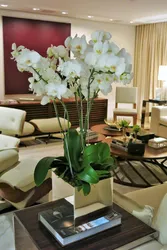 Орхидеи В Интерьере Гостиной