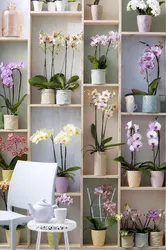 Orchids in the living room interior