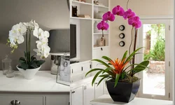 Интерьер кухни с орхидеей