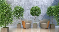 Искусственные деревья в интерьере гостиной
