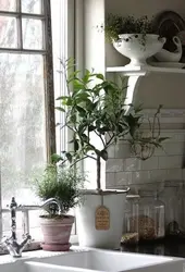 Дызайн падваконніка на кухні з кветкамі