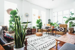 Photo of an apartment with a flower on the floor