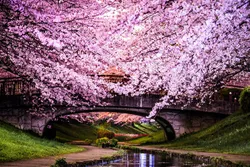 Sakura hamamının şəkli