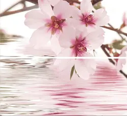 Sakura Vannasining Fotosurati