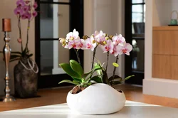 Акси хонаи истиқоматии орхидея