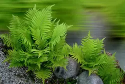 Photo of bath fern