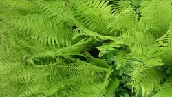 Photo of bath fern