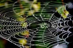 Kitchen cobweb photo