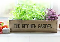 Сад на кухне фото