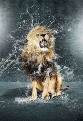 Photo of a lion in the bathroom