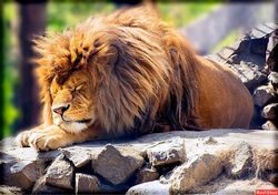 Photo of a lion in the bathroom