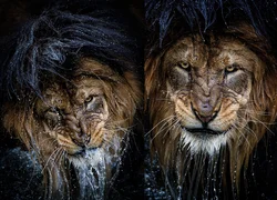 Photo of a lion in the bathroom