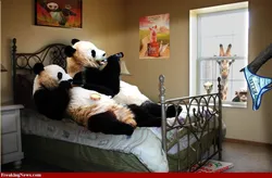 Panda ilə mətbəx şəkli